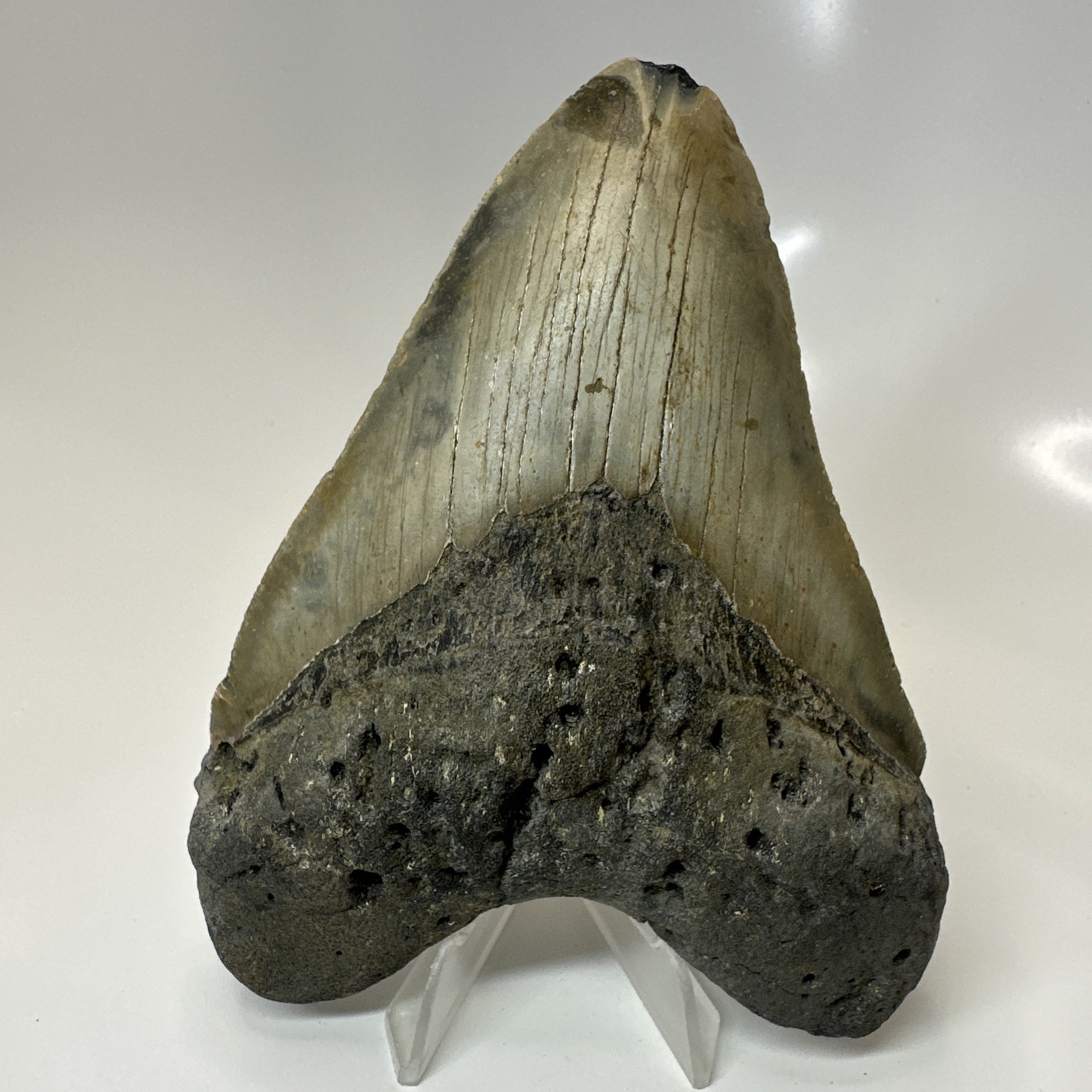 Megalodon Shark Tooth 5.03 Inch - Huge - Amazing Fossil - Authentic 20598
