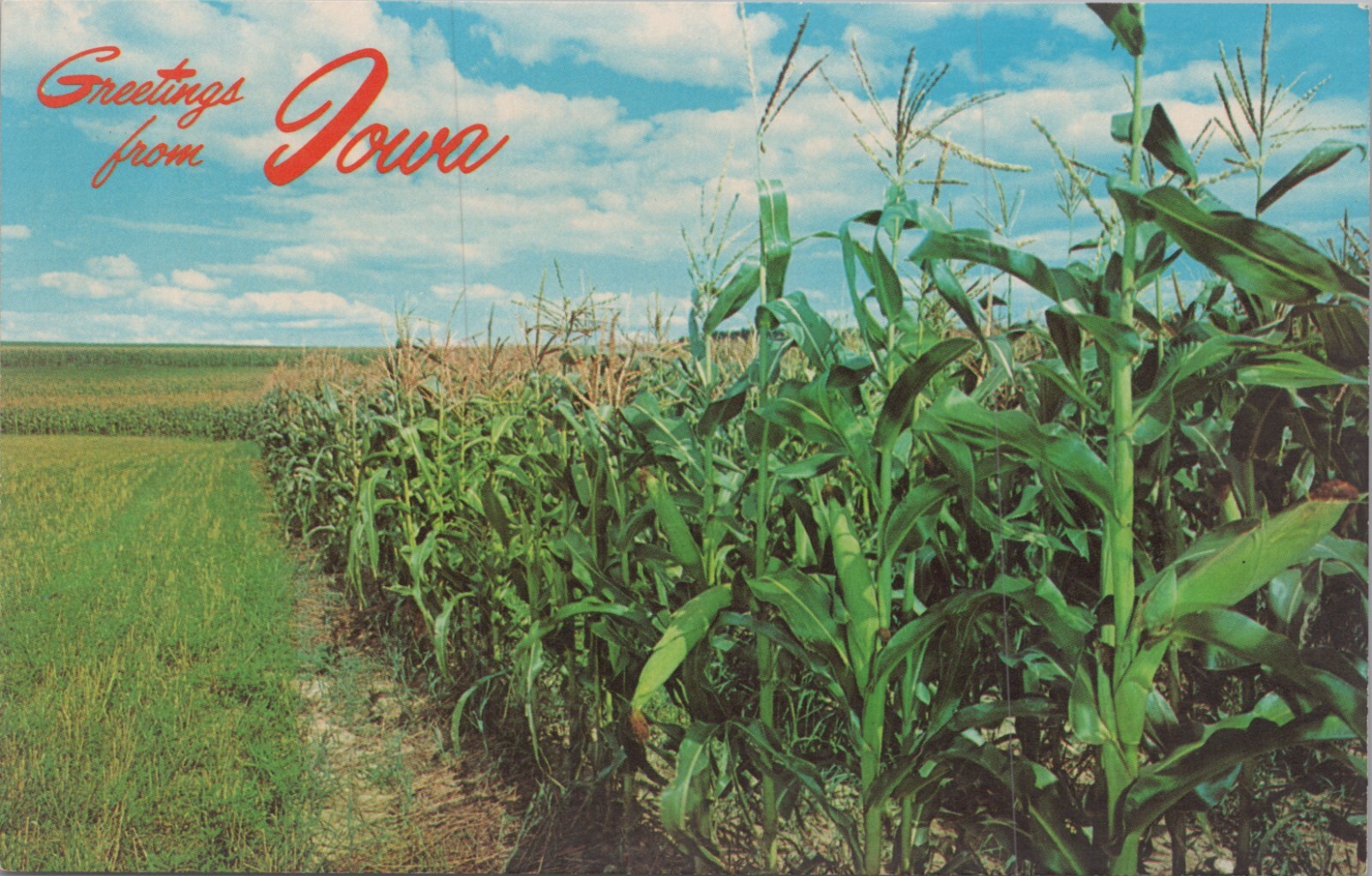 Greetings from Iowa Corn Field Blue Sky Stalks Fields c1980s Postcard UNP 7751a