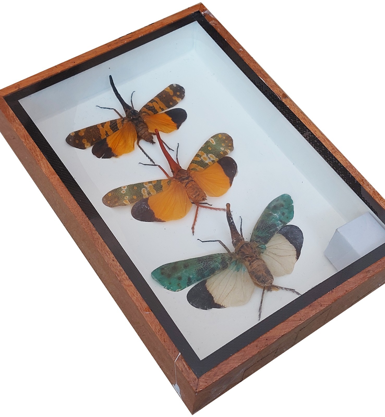 Real 3 Pyrops Sp Lanternfly Insect Taxidermy  In Wooden Box Display