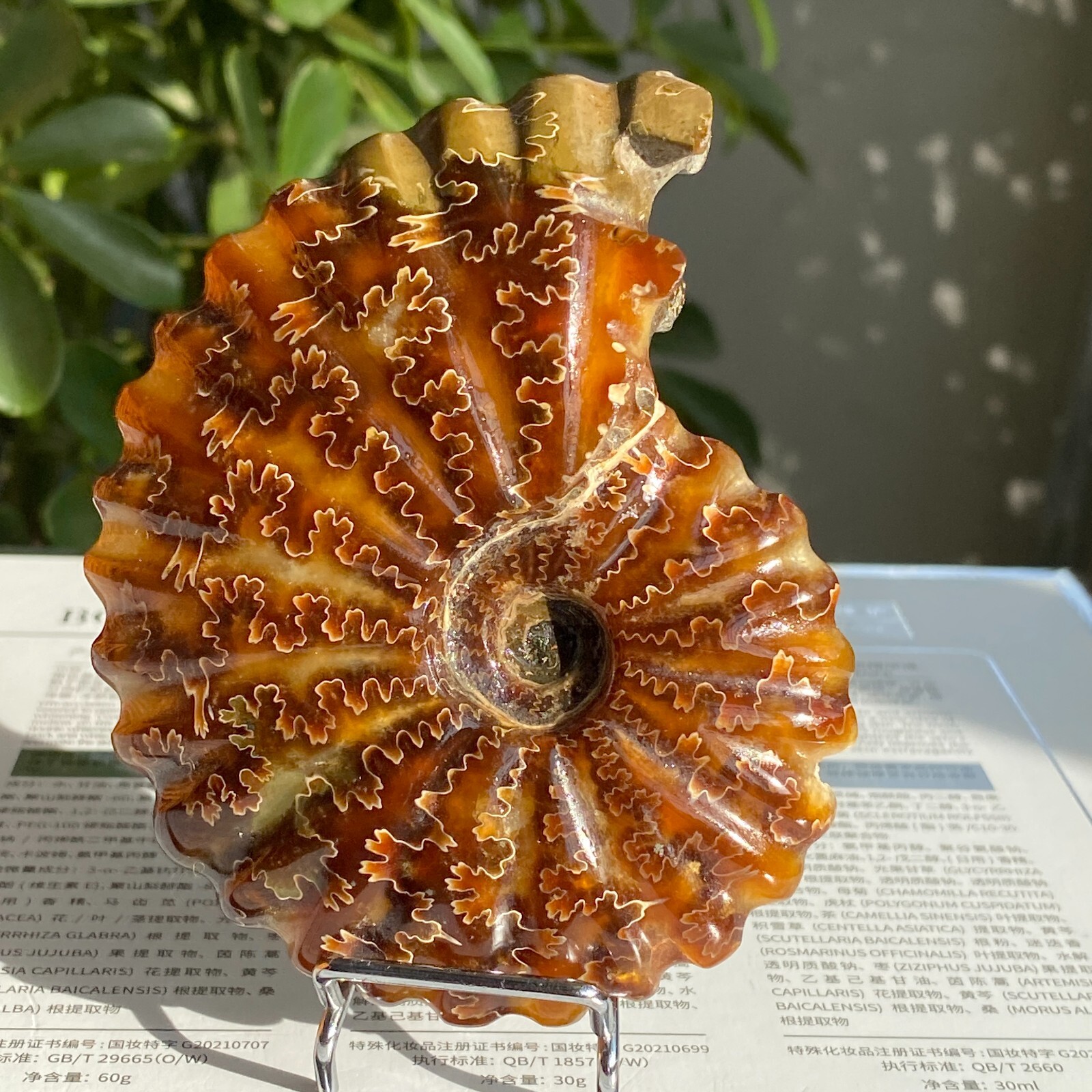 245g Top Natural Horn Screw Fossil Ammonite Conch Crystal Specimen Healing