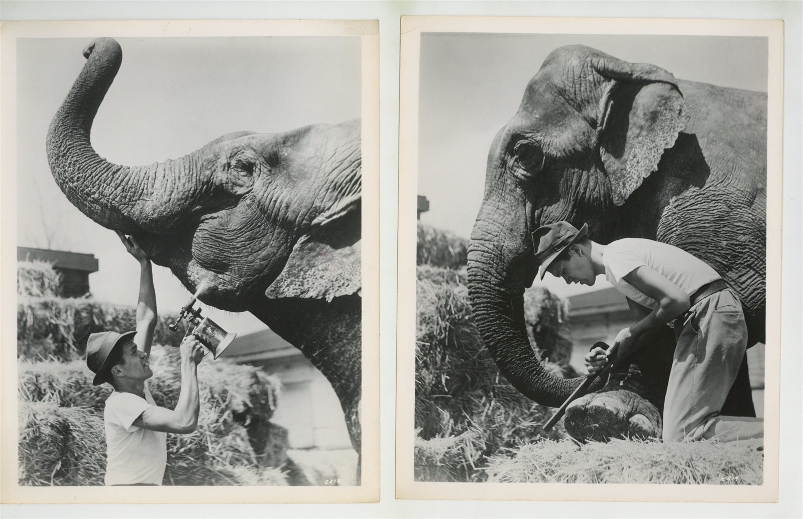 Elephant, Zoo Keeper 2 Photo Set 1951 Humane Animal Care 8x10 Vintage J15479