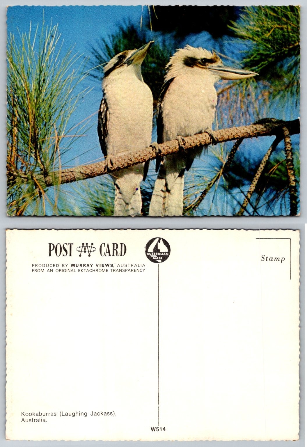 Vintage Kookaburras Australia Postcard Murray Views Ektachrome W514 Vintage Kookaburras Australia Postcard Murray Views Ektachrome W514