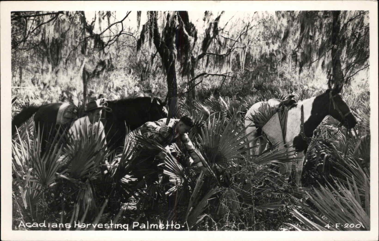 Florida Acadian Native American Indians Harvesting Palmetto Horses c1950 RPPC