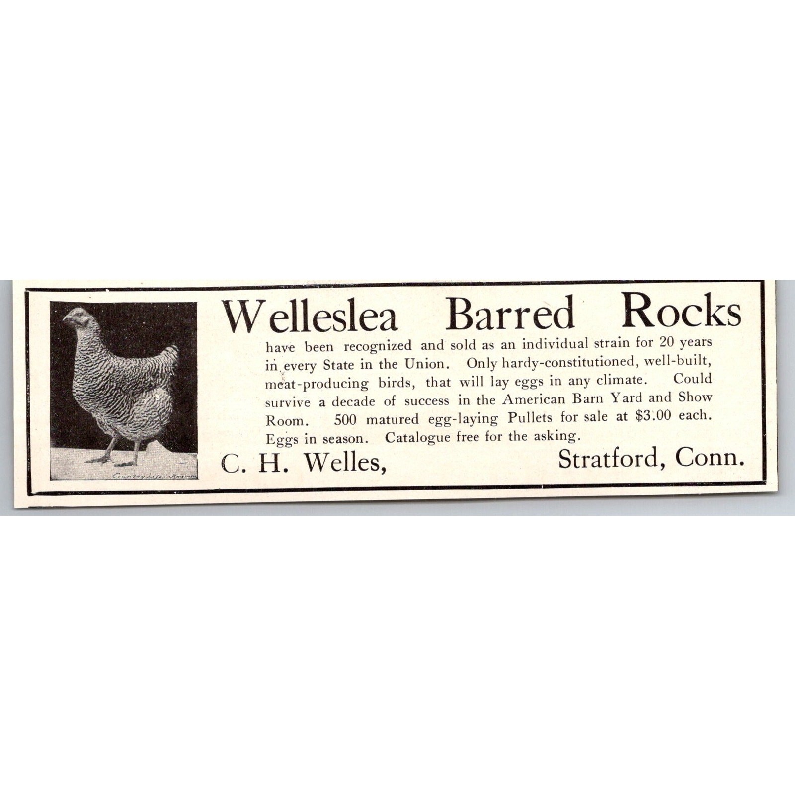 Welleslea Barred Rocks C. H. Welles Stratford CT 1906 Ad SAH6-H2 Welleslea Barred Rocks C. H. Welles Stratford CT 1906 Ad SAH6-H2