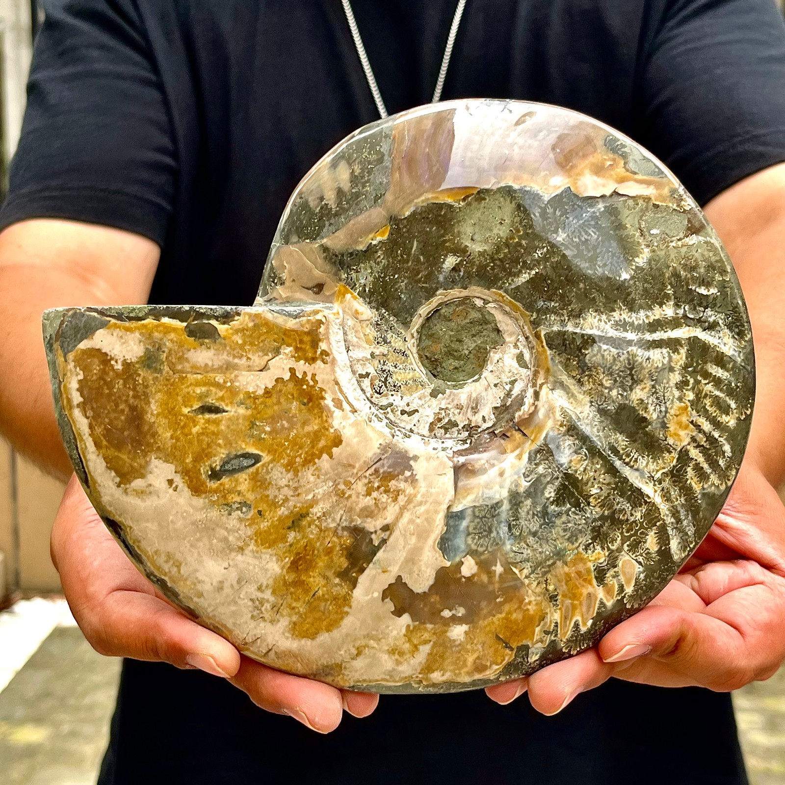 3.87LB Rare natural polished Natural conch fossil specimens of Madagascar