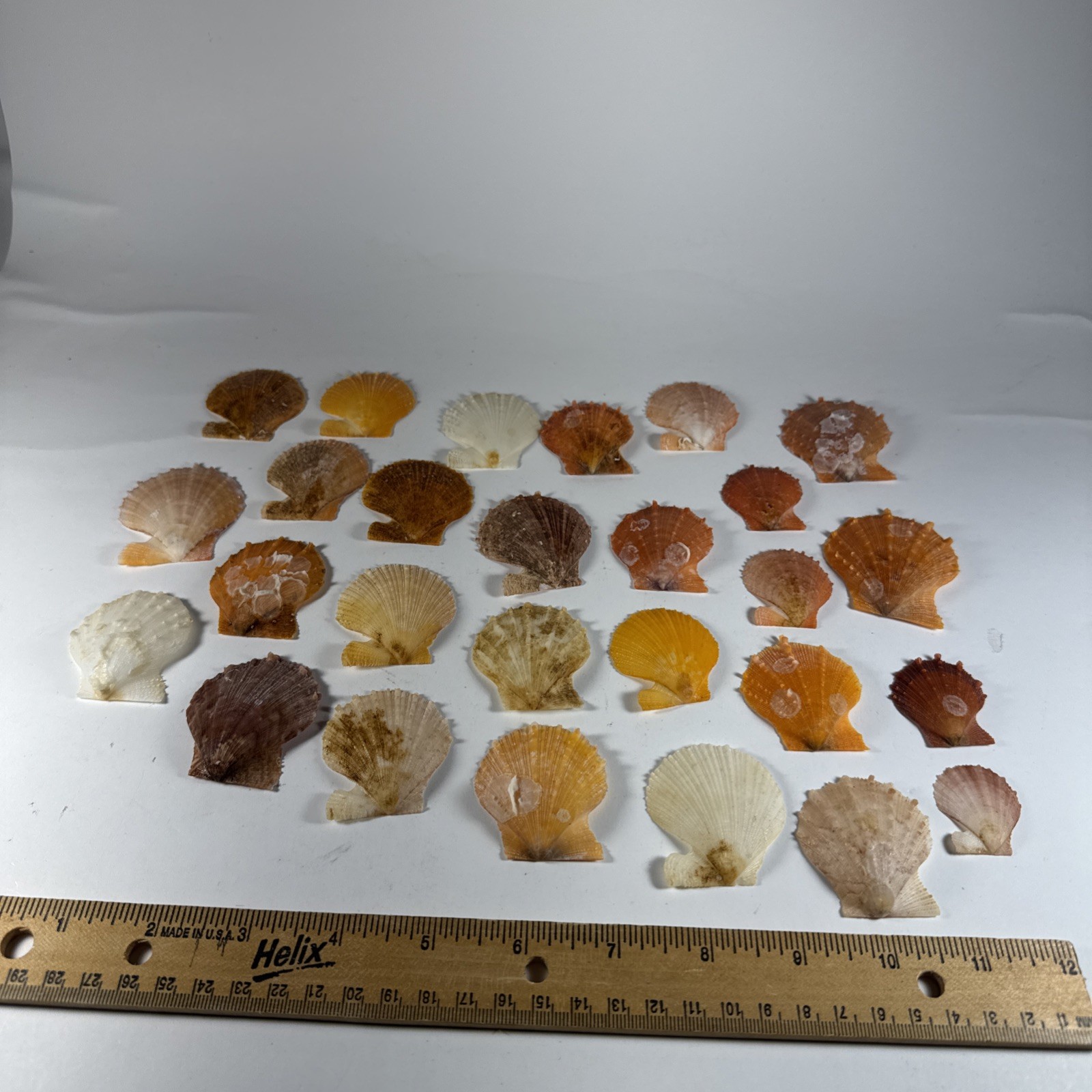 Natural deep water  Scallop Shell Lot of 27