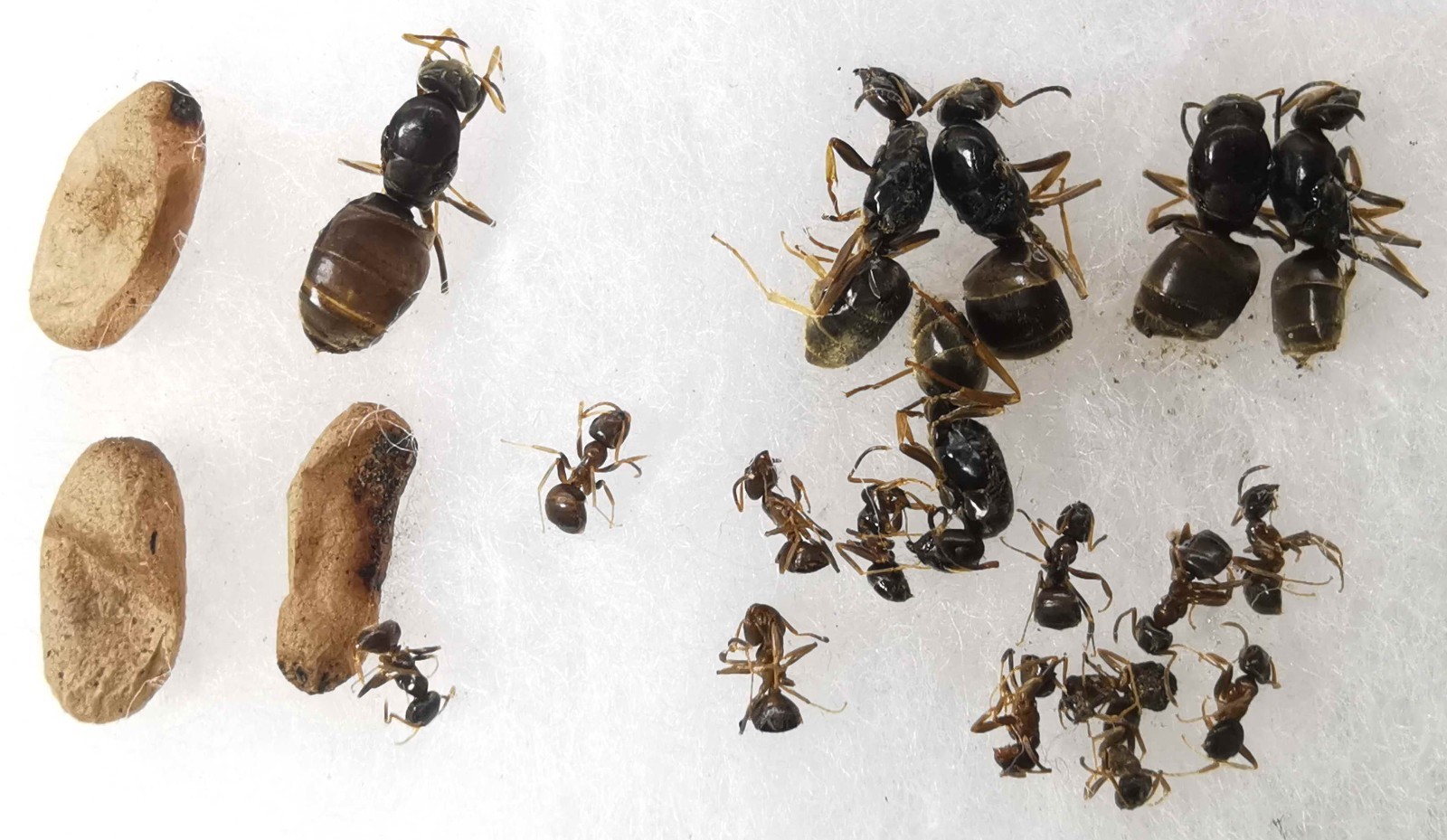 Lasius ? psammophilus Formicidae ants 7 queens 12 workers 3 pupa S Ukraine