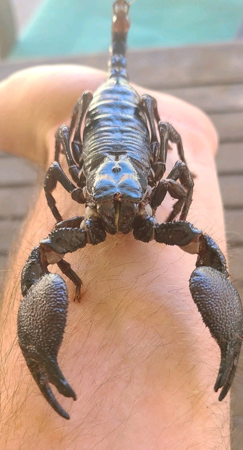 One (1) Large Emperor 3.5-4+ Inches