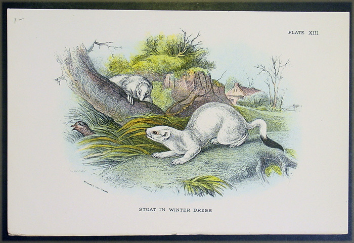 1890 Lloyds Natural History Antique Print - Stoat in Winter Dress 1890 Lloyds Natural History Antique Print - Stoat in Winter Dress