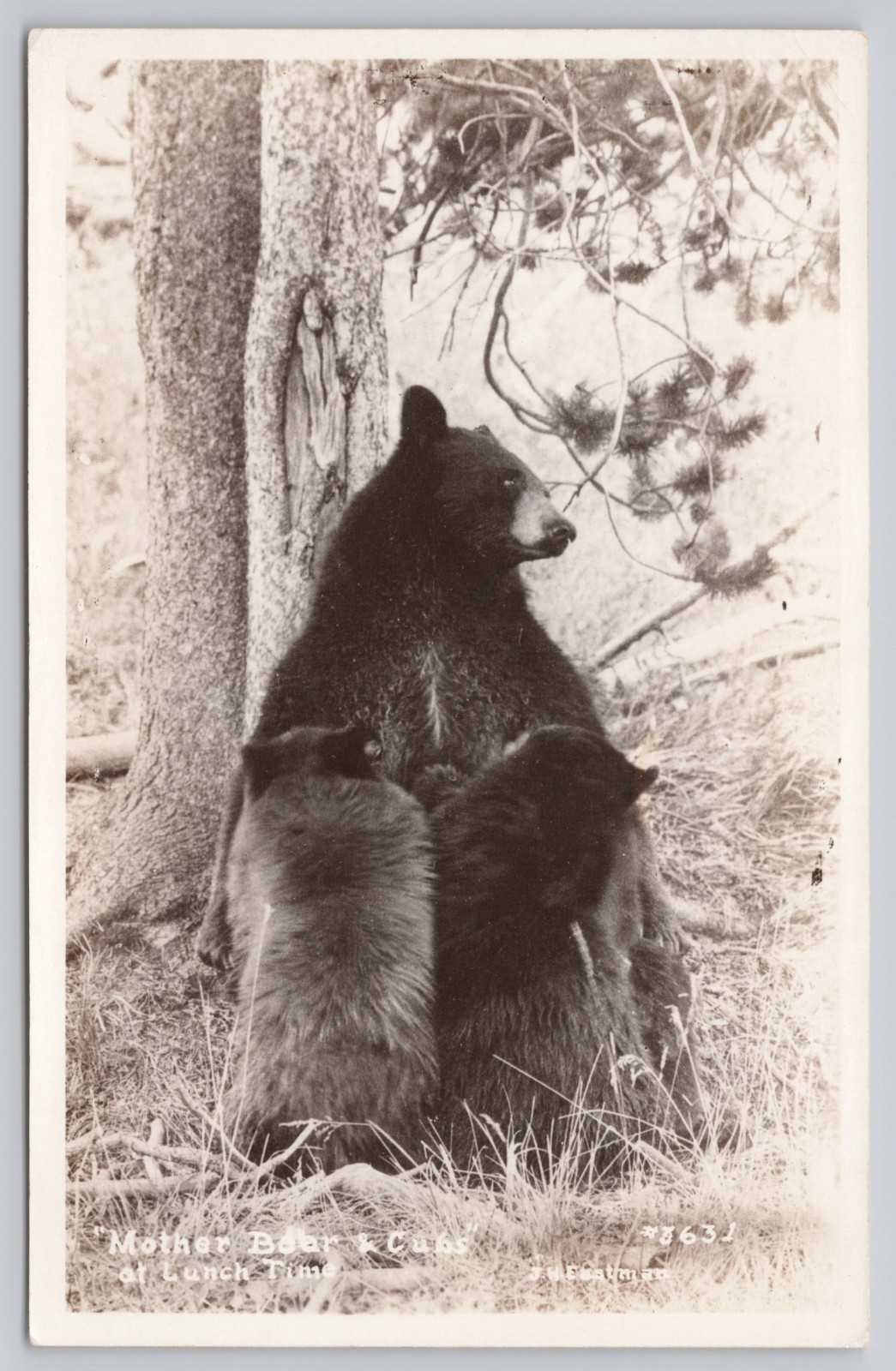 Mother Bear With Cubs At Lunch Time Black Bear RPPC Real Photo Postcard