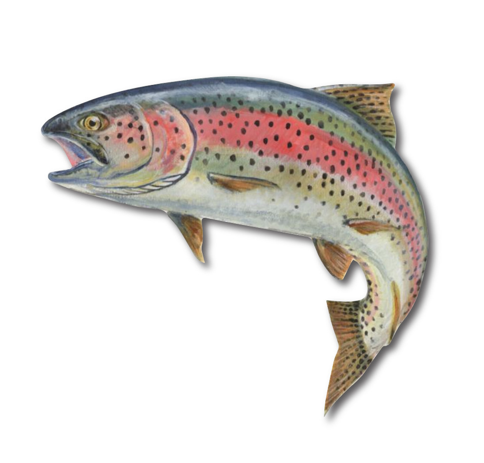 RAINBOW TROUT FISH FLY FISHING LARGE DECAL CONTOUR CUT STICKER 2 PACK