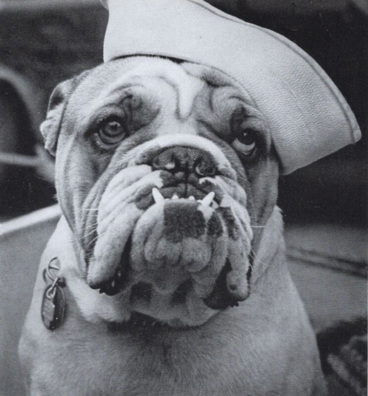 Bulldog \
