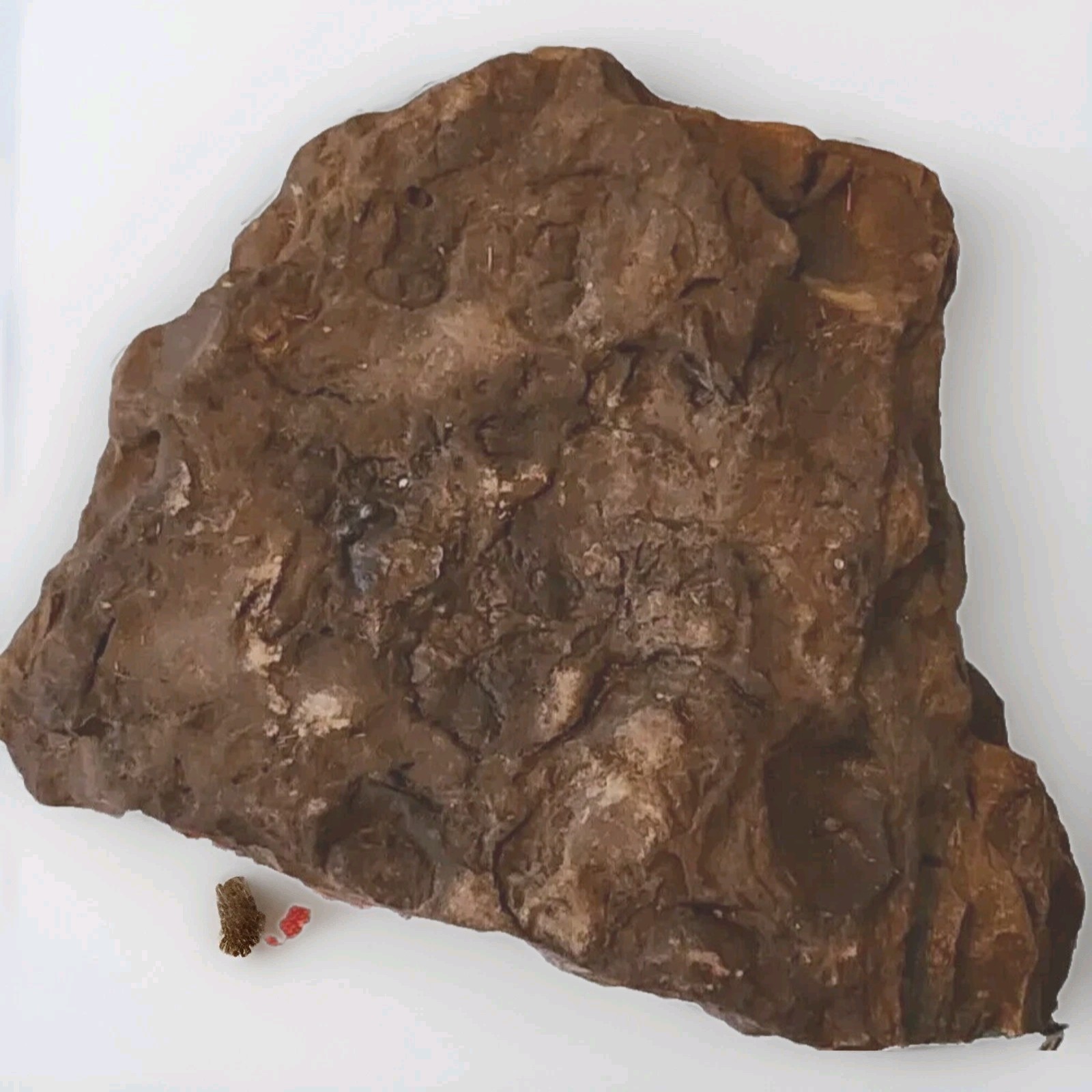 Large Western New York Devonian Fossil. 420 to 359 Million Years Old. -Paleozoic