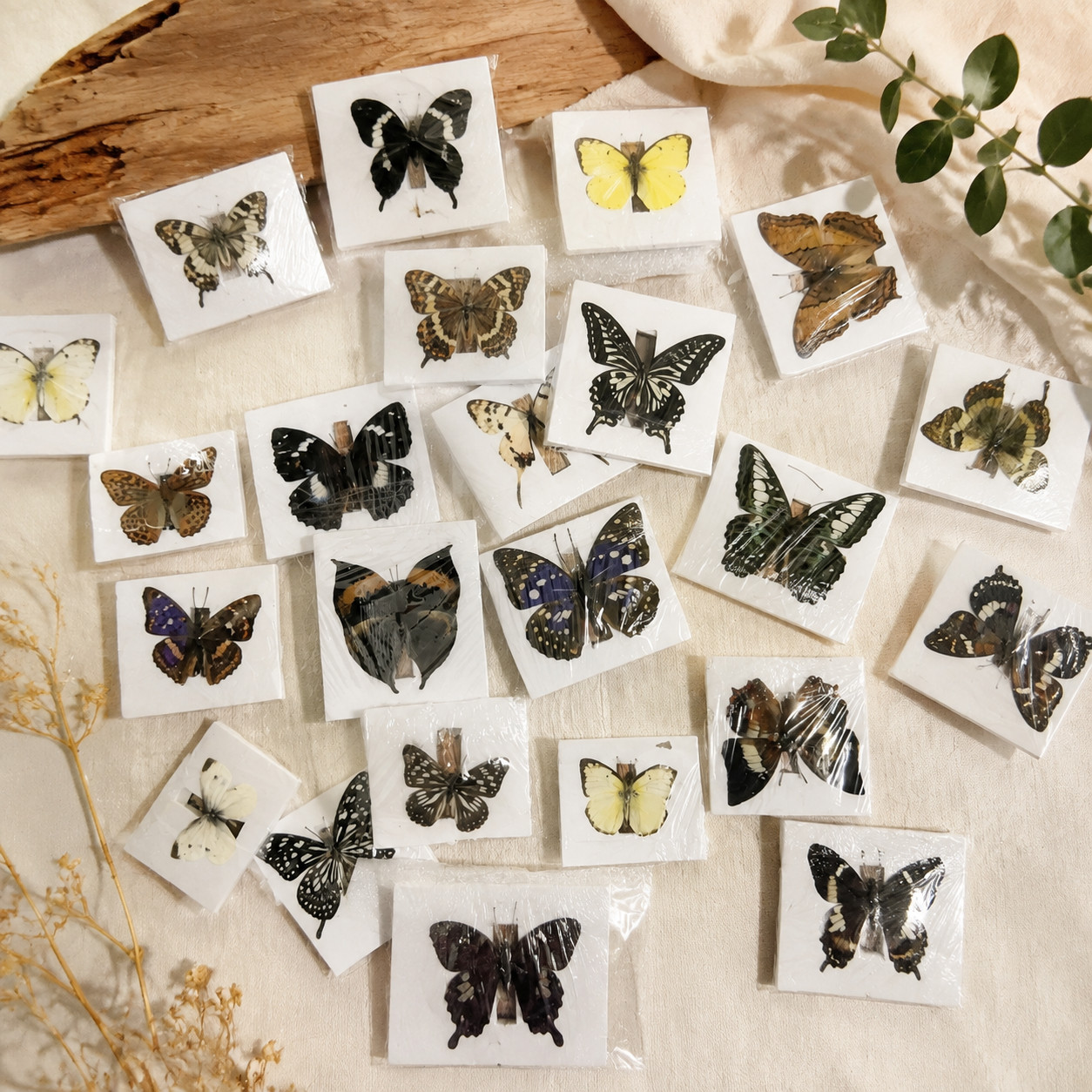 30Pcs Real Butterfly Specimen Collection Assorted Species Nature Art Display