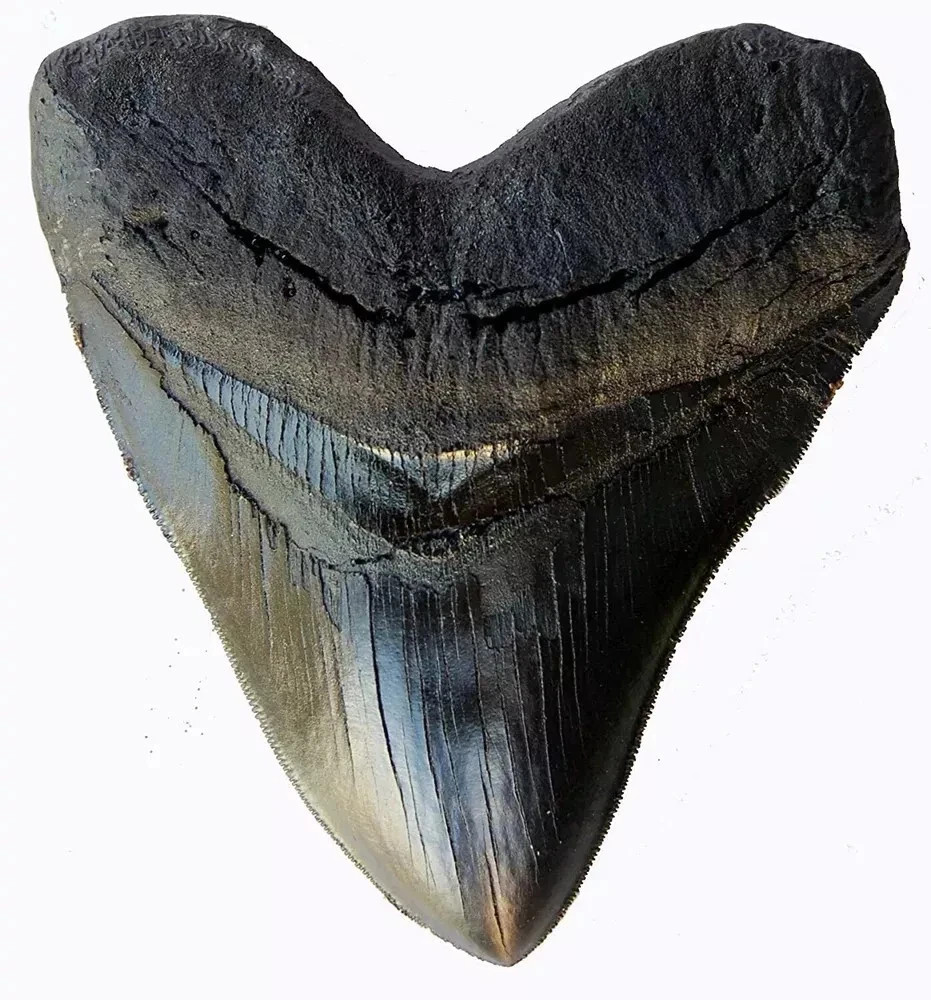 Prehistoric Planet Store 5.5 Inch Megalodon (Carcharodon megalodon) tooth, Black