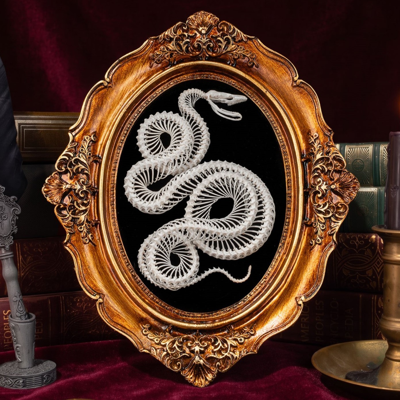 real snake skeleton taxidermy, snake skull fangs, python, anaconda oddities