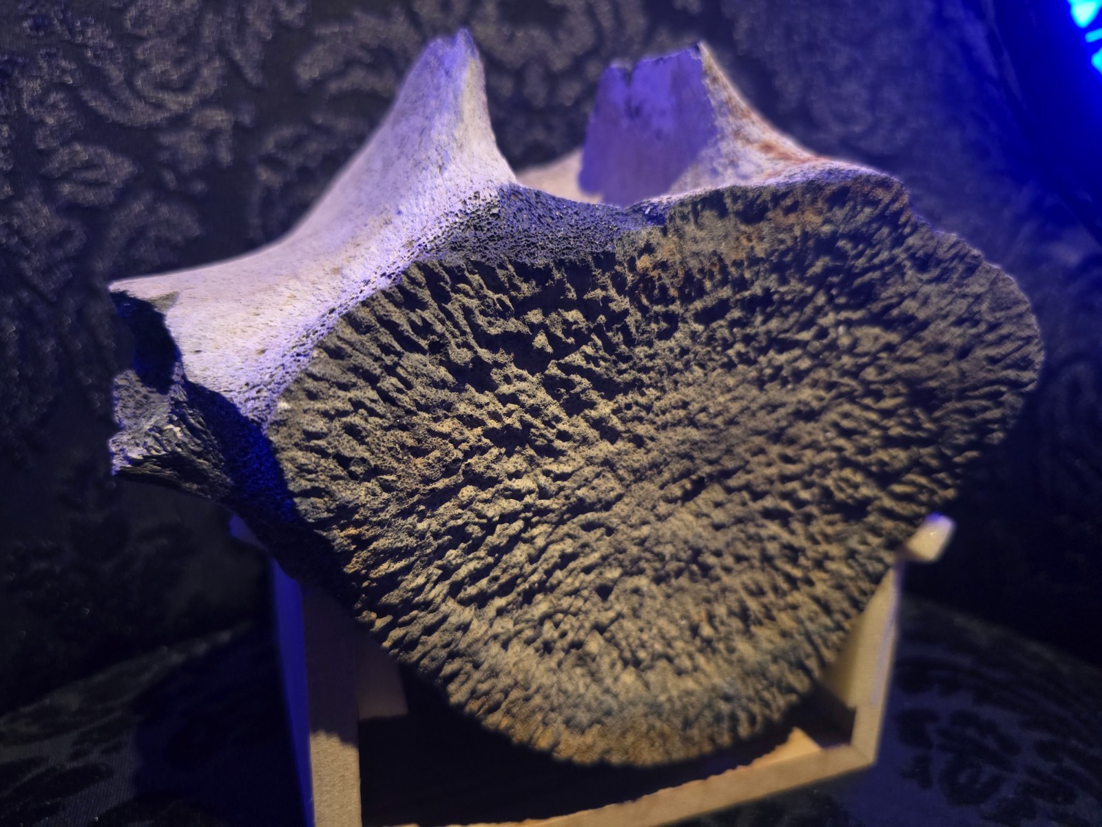 Rare Fossil Whale Vertebra Yorktown Formation PCS Lee Creek Mine NC Miocene Bone Rare Fossil Whale Vertebra Yorktown Formation PCS Lee Creek Mine NC Miocene Bone