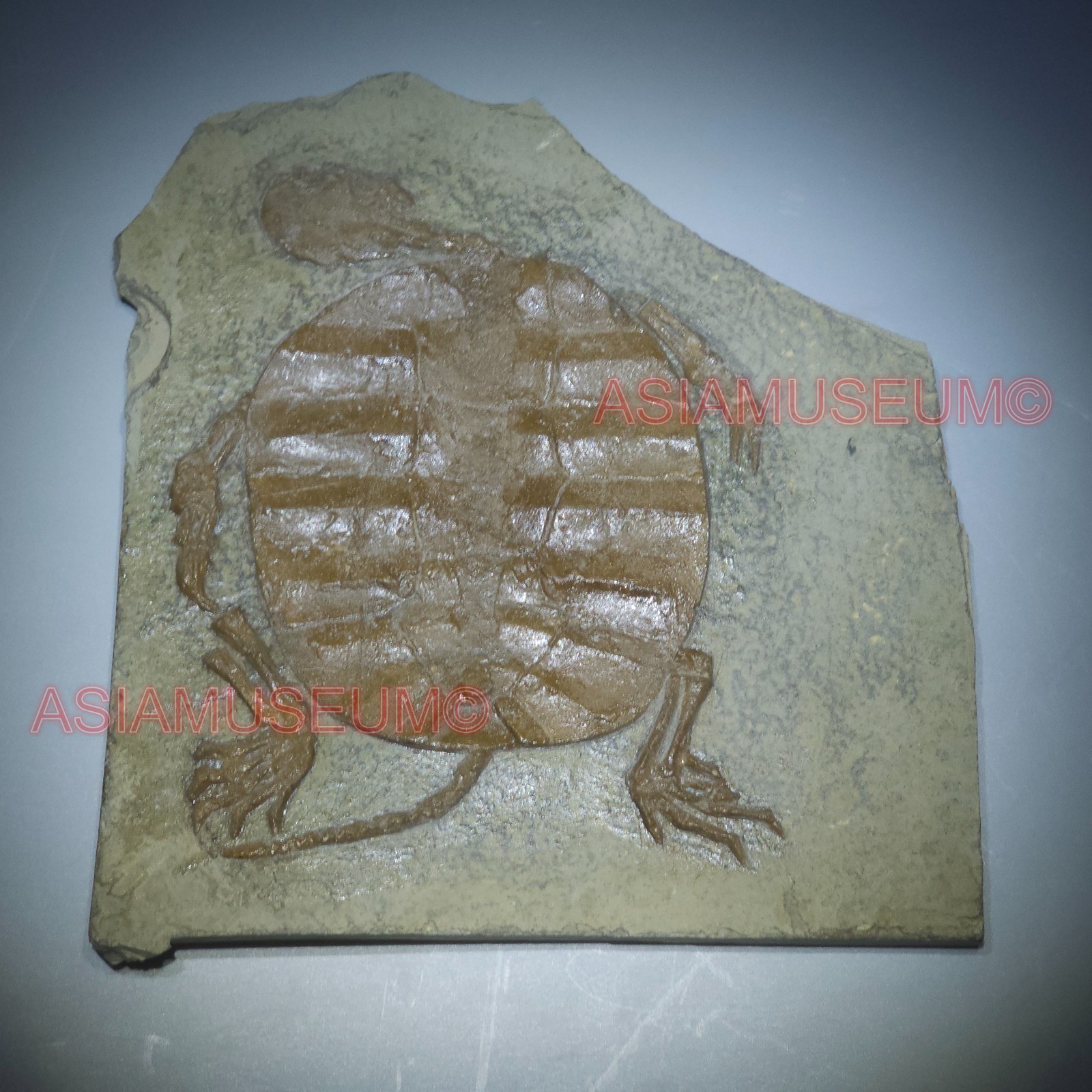 Dinosaur Fossil Manchurochelys Turtle Tortoise Jurassic Park World Cretaceous T2