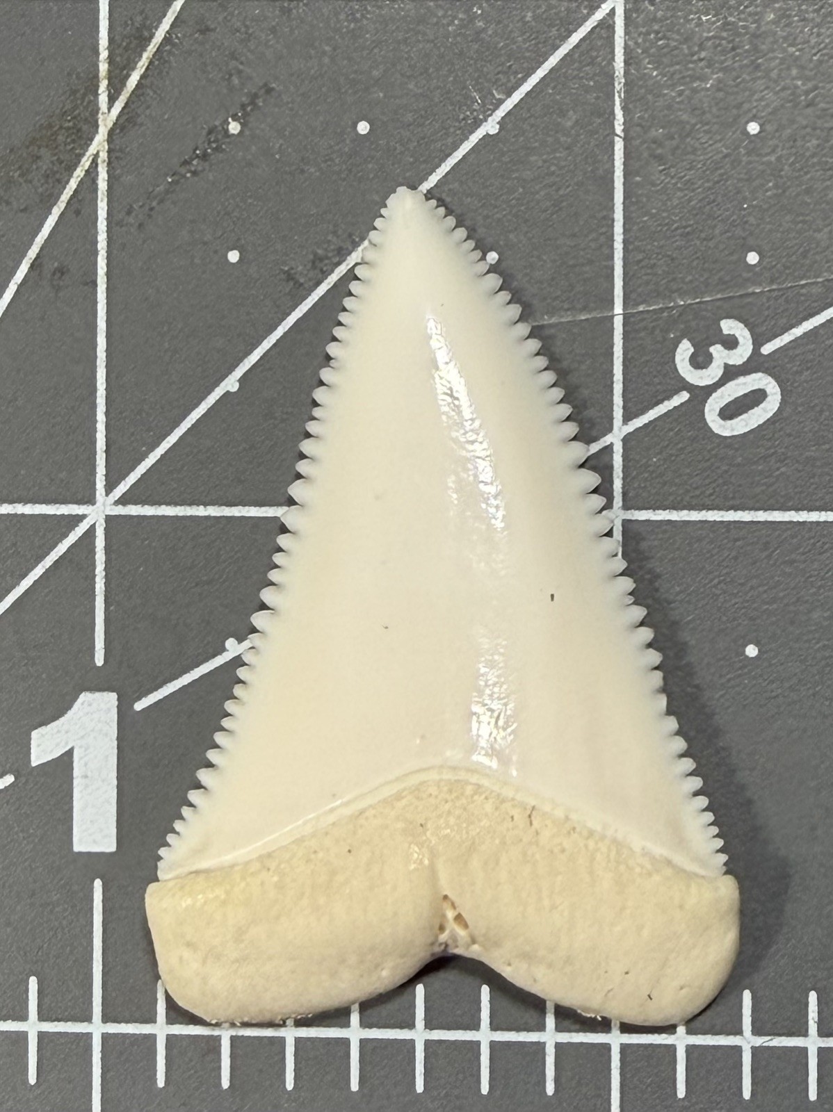 Vintage Great White Shark Tooth 1.7”/43mm upper anterior A2 BEAUTIFUL￼