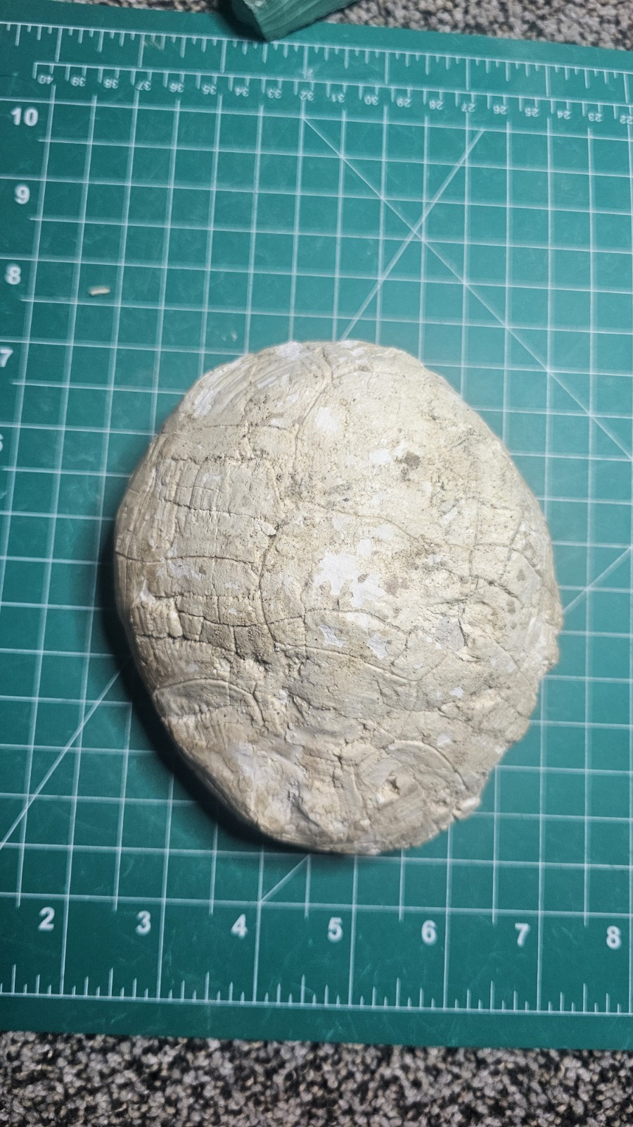 fossil tortoise Shell Likely Stylemys nebrascensis Oligocene 