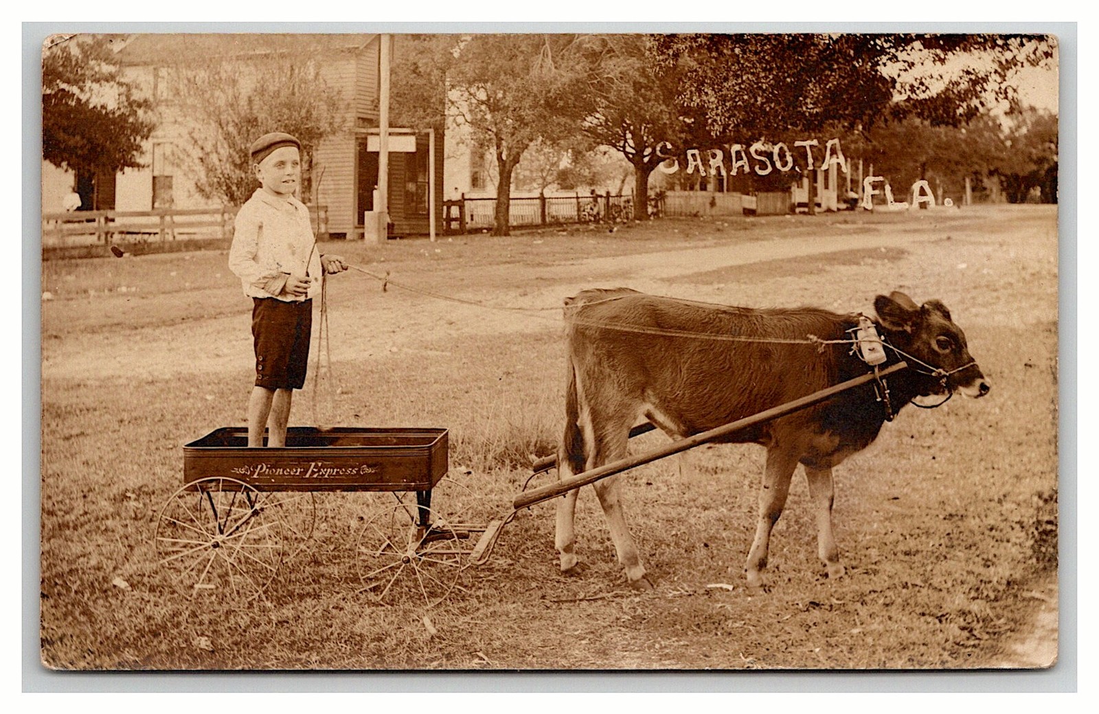 RPPC ~ Sarasota FL ~ Early Street view w Cow Pulled toy Wagon Florida historic