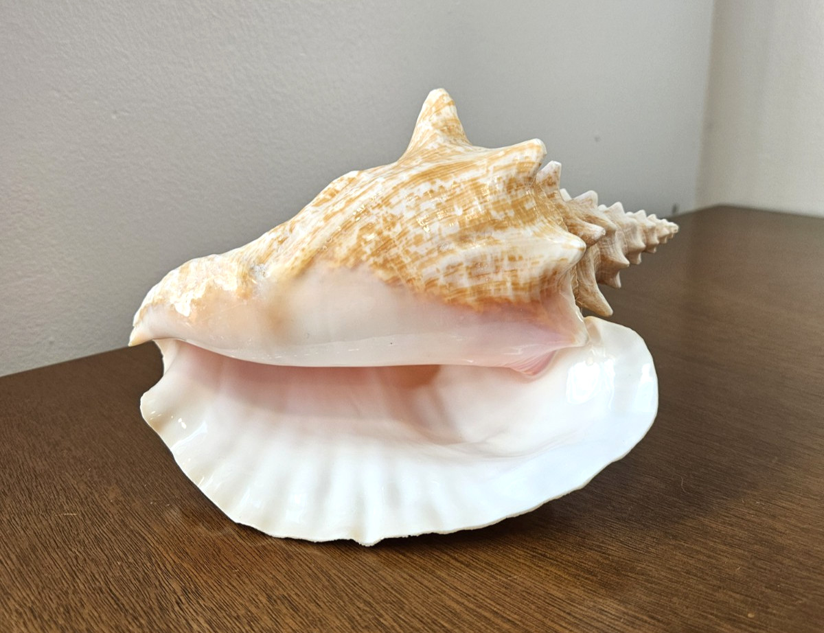 Large Queen Conch 9