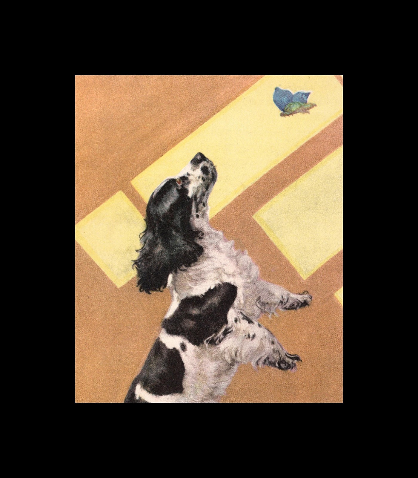 Cocker Spaniel \