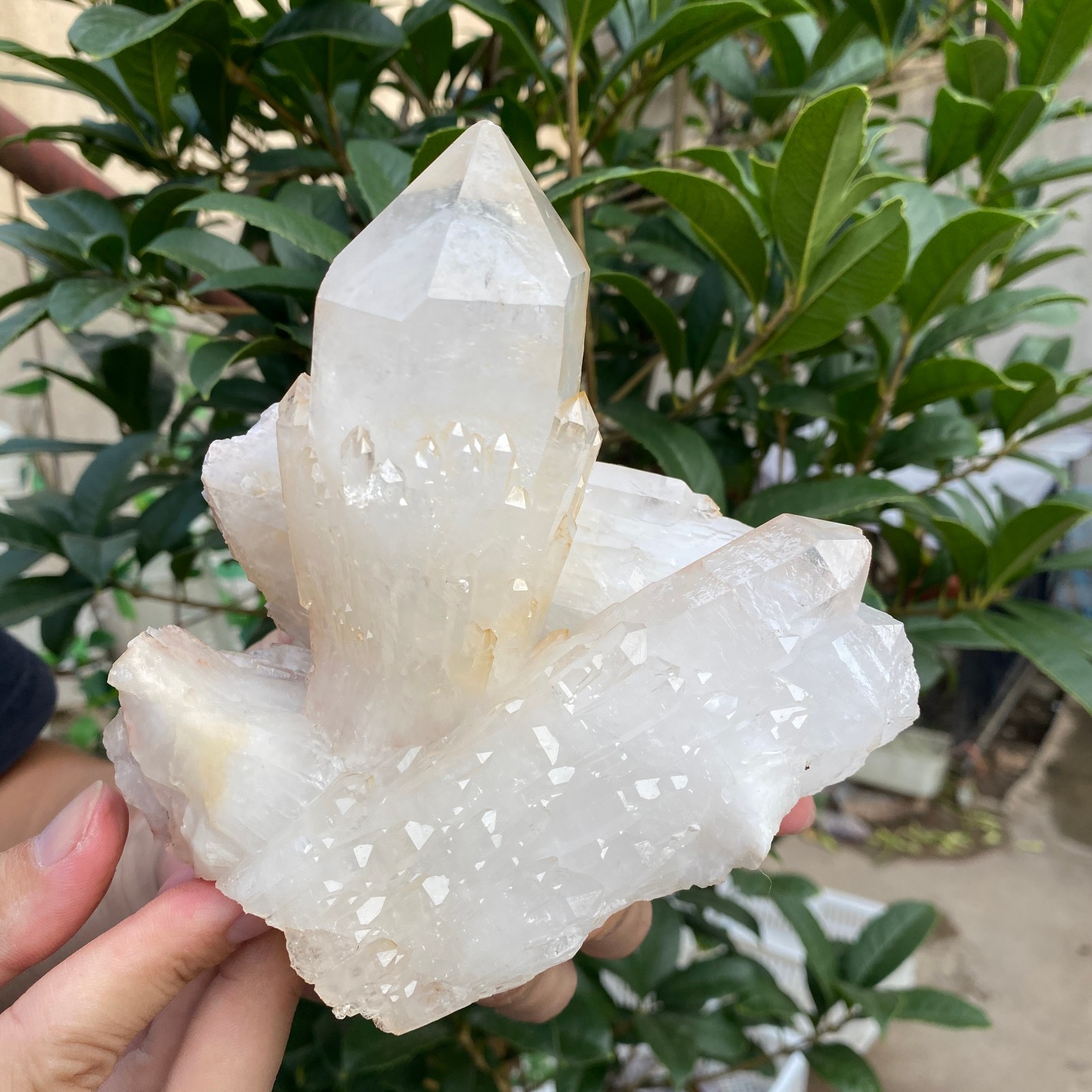 1200g Natural White Clear Quartz Crystal Cluster Rough Healing Specimen