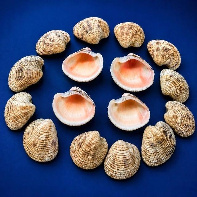 Lady in Waiting Venus Seashell Lot 24pcs Clam Shells Pink Craft Beach Decor Lady in Waiting Venus Seashell Lot 24pcs Clam Shells Pink Craft Beach Decor