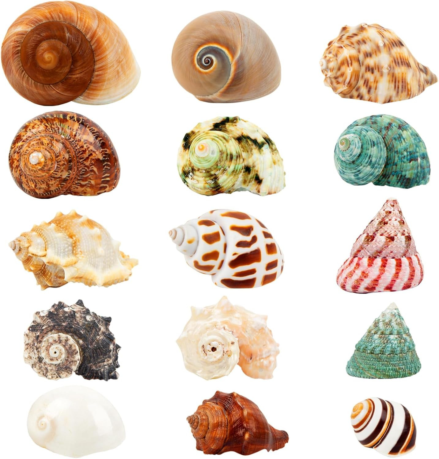 15PCS Hermit Crab Shells 1.6\