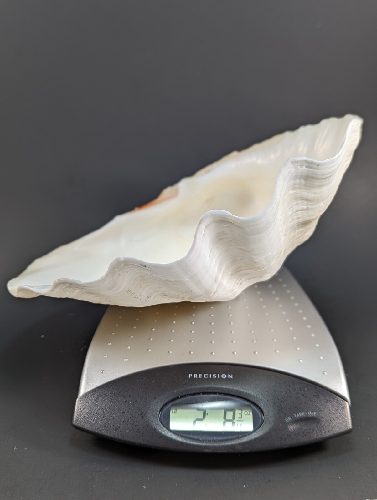 Large Vintage Natural Clam Shell 10\