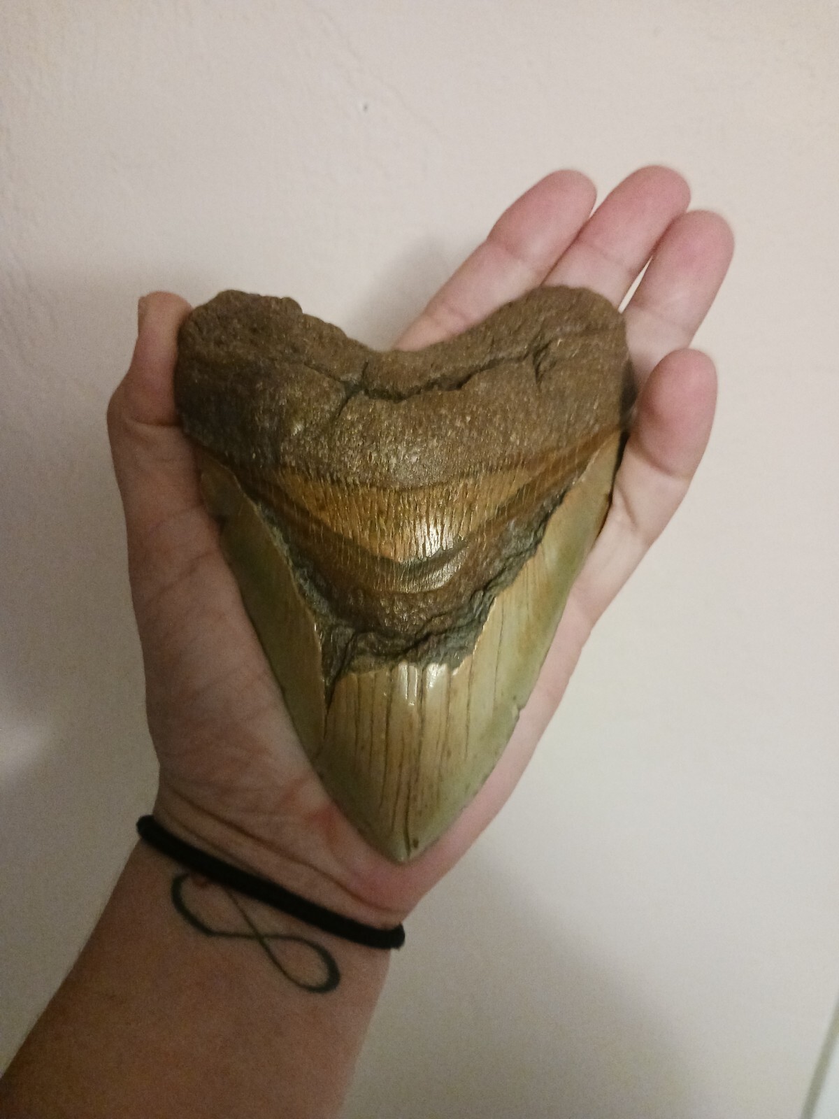 Shark tooth xtra large fossil