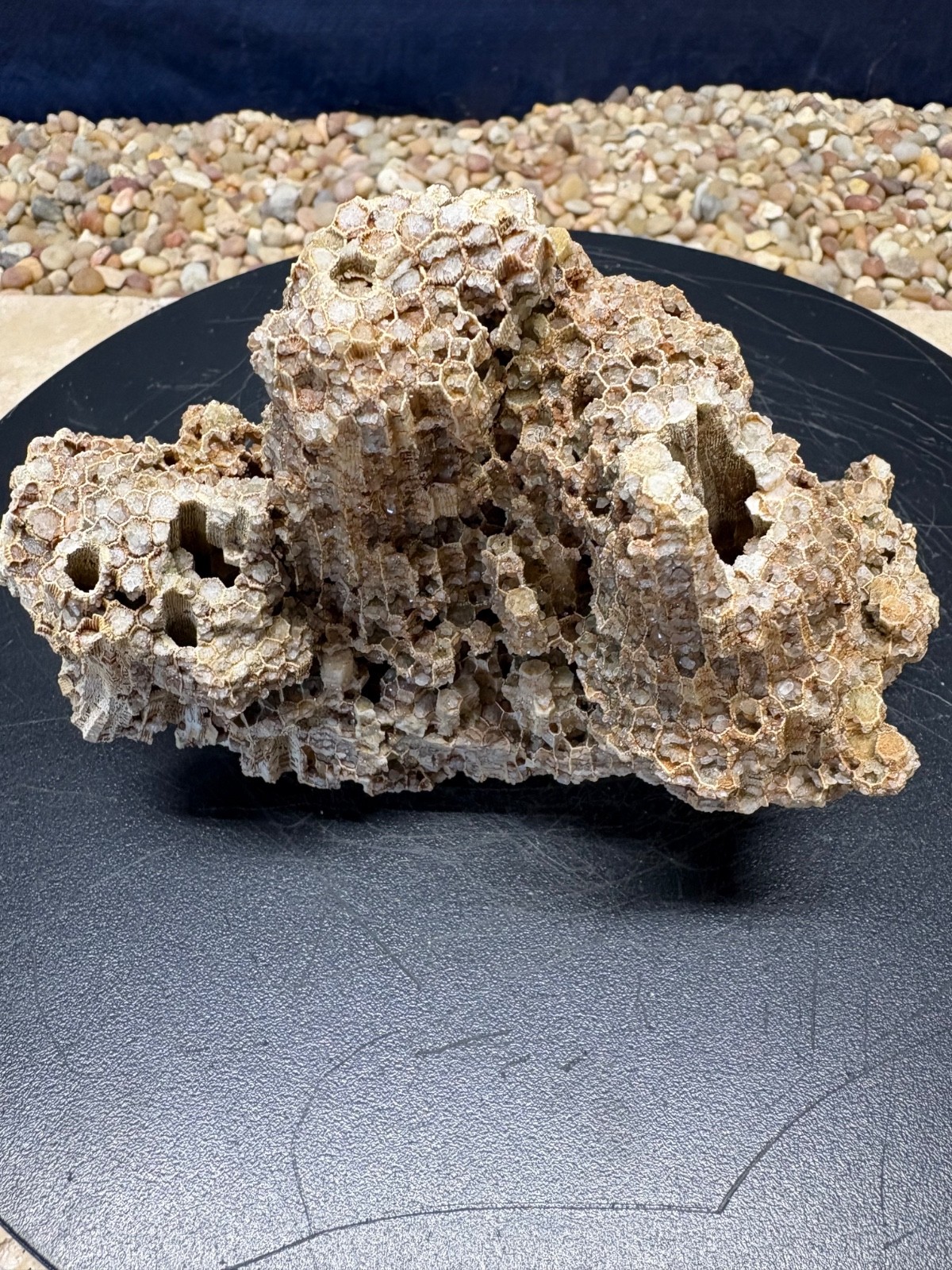 1.8# Silicified Coral Fossil Favosites Rock 4.75
