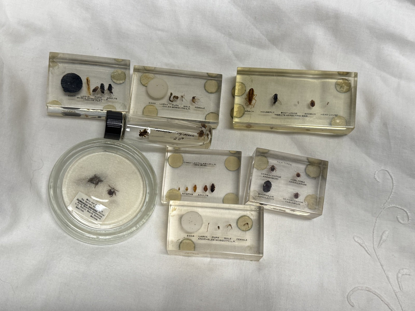 Vintage Medical Entomology Specimen Lot Bed Bug Tick Mosquito Fly Rocky Mountain