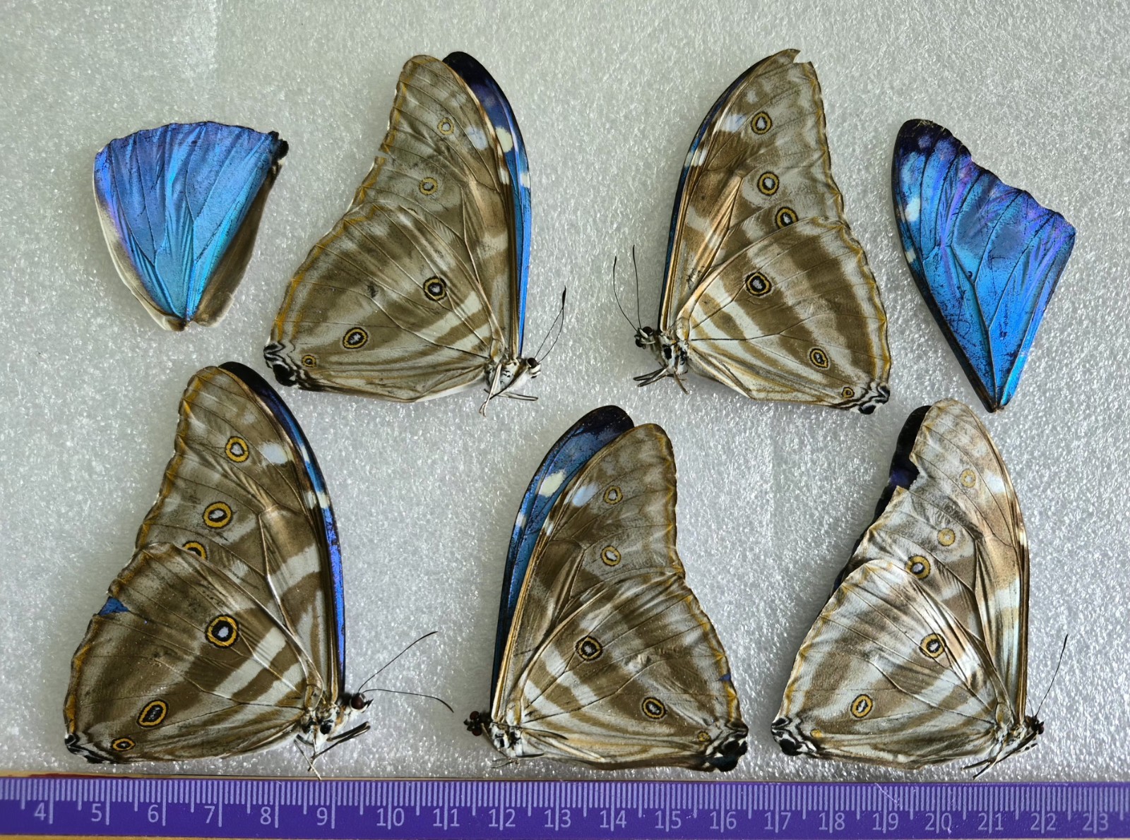 LOT OF 5 MORPHO ADONIS A2 PLUS 2 WINGS TO REPAIR UNMOUNTED WINGS CLOSED 