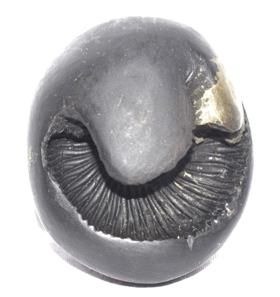 Hayagriva Shaligram - Lakshmi Hygrive Salagram - Gandaki River Nepal