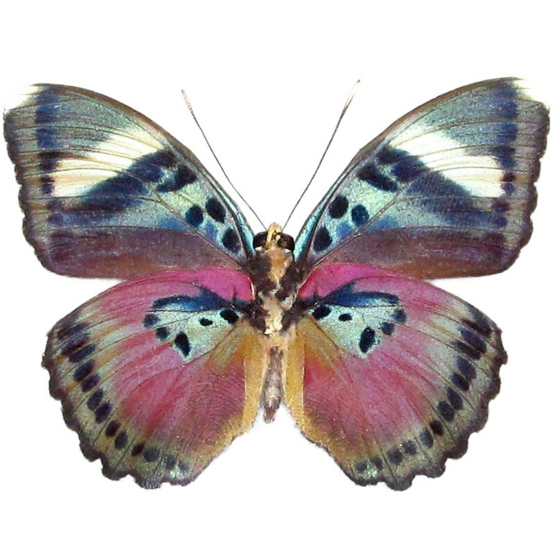 Euphaedra verso pink butterfly Africa UNMOUNTED/WINGS CLOSED
