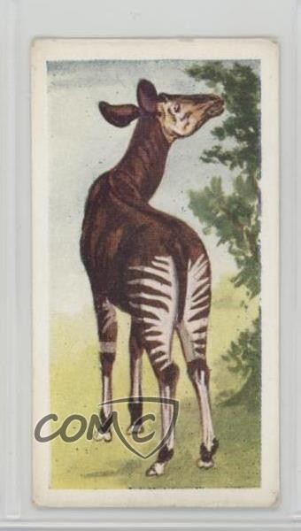 1954 Neilson\'s Chocolate Interesting Animals Okapi #2 0j8f