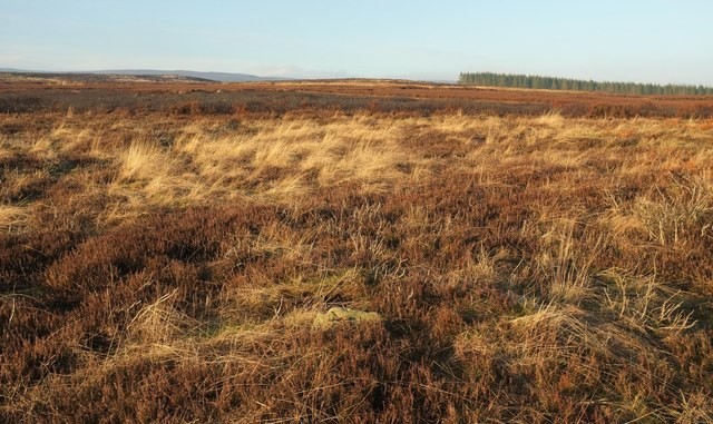 Photo 12x8 Green Thorn Hill Drebley Looking across a small swaled area, wi c2016