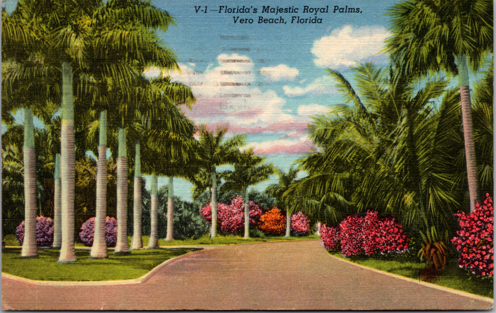 Postcard  V-1 Florida\'s Majestic Royal Palms Vero Beach Florida