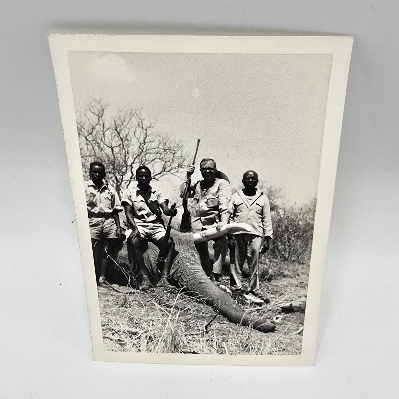 1969 3x5” BW Photo-Hunting Group Rifle Dead Elephant Tusks Africa Safari