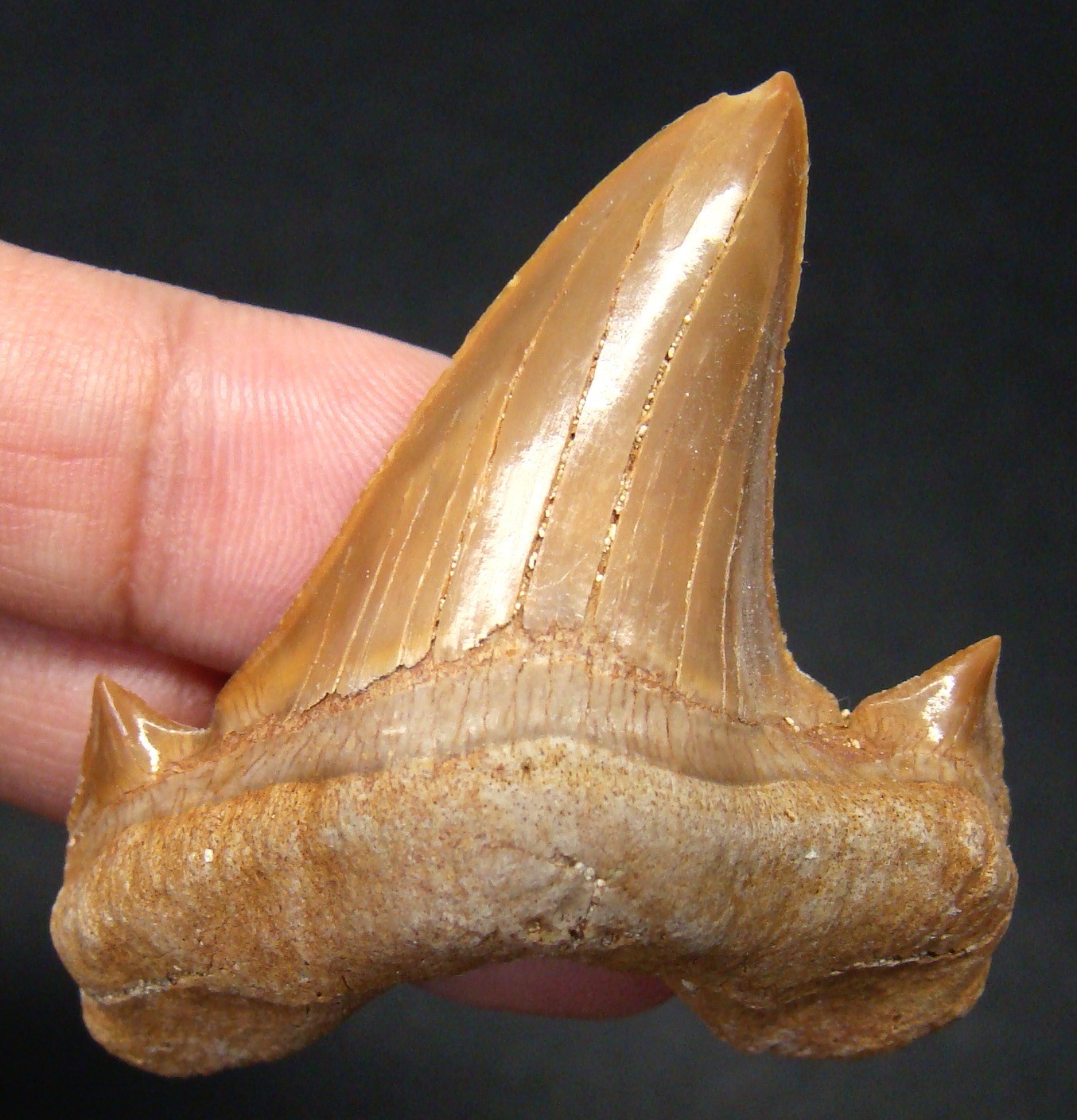 Beautiful OTODUS OBLIQUUS Shark tooth - Real Shark Fossil 2.08” No Restorations