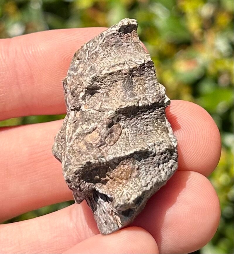 RARE Niger Fossil Crocodile Jaw Elrhaz Formation Stolokrosuchus Cretaceous Age