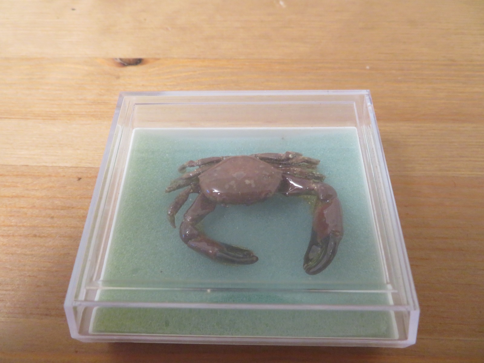 Vintage 2000s Dried Preserved Dark Red South China Sea Crab With Brown Claws