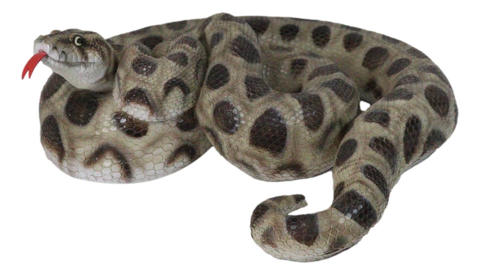 Realistic Ferocious Coiled Boa Snake Hand Painted Taxidermy Statue 17