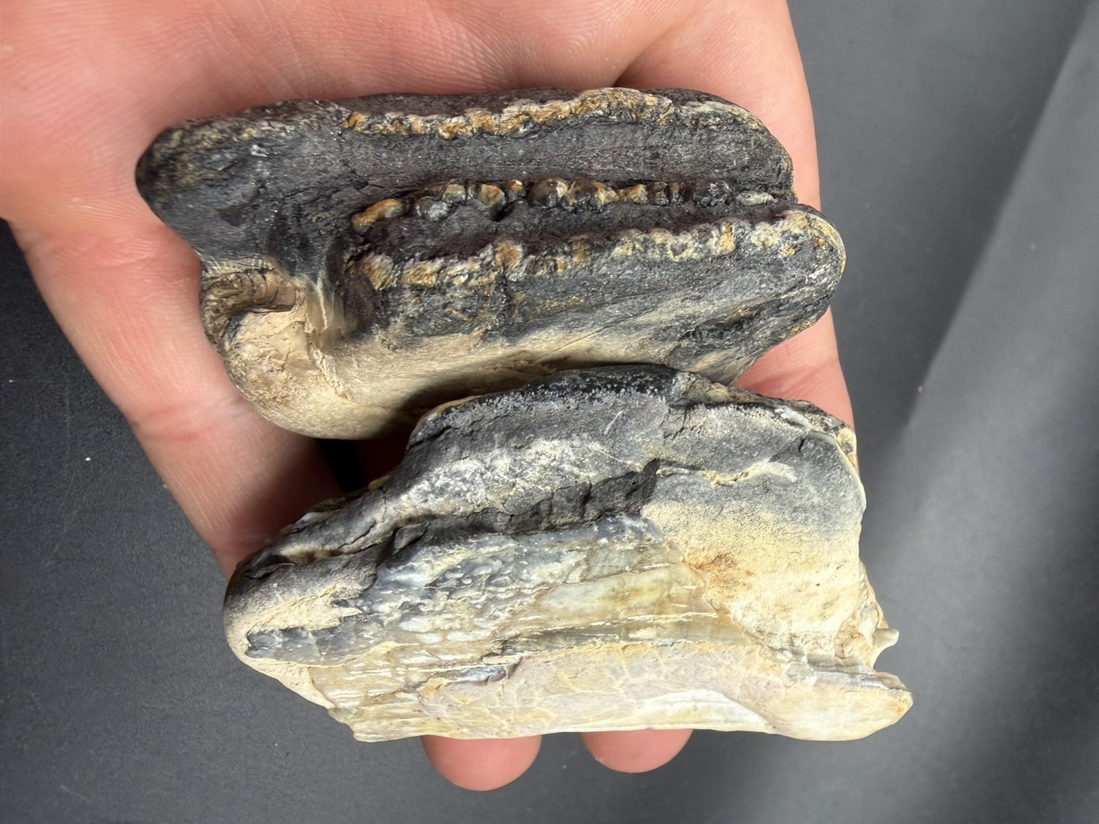 Partial Fossil Mammoth Teeth - Venice Beach Finds Partial Fossil Mammoth Teeth - Venice Beach Finds