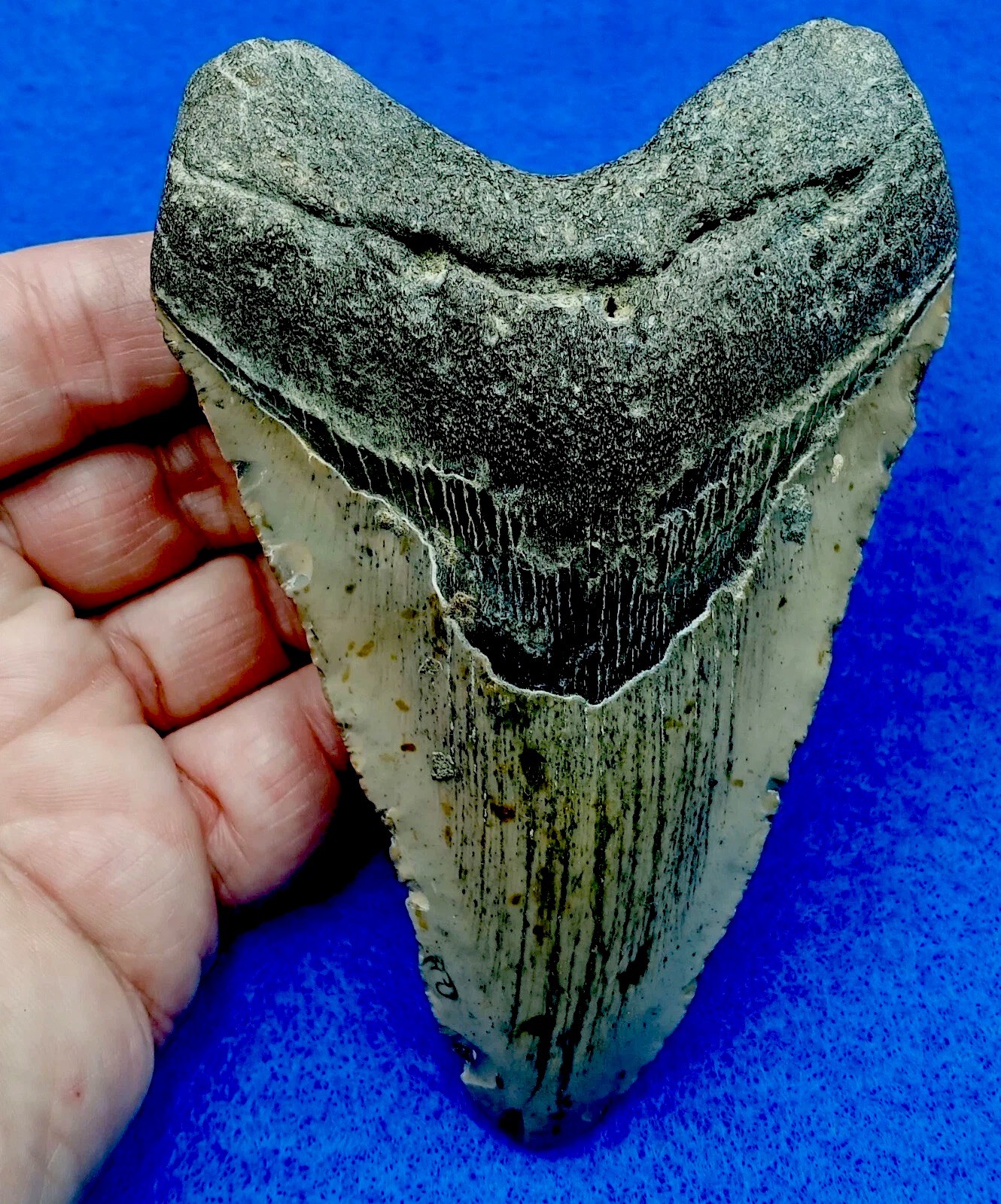 HUGE 5-1/16”  GENUINE MEG PREHISTORIC TOOTH-SAINT MARY'S RIVER FLORIDA/GA.