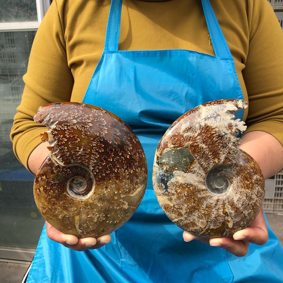 2pcs 3.47LB Natural Horn Screw Fossil Ammonite Conch Crystal Specimen Healing