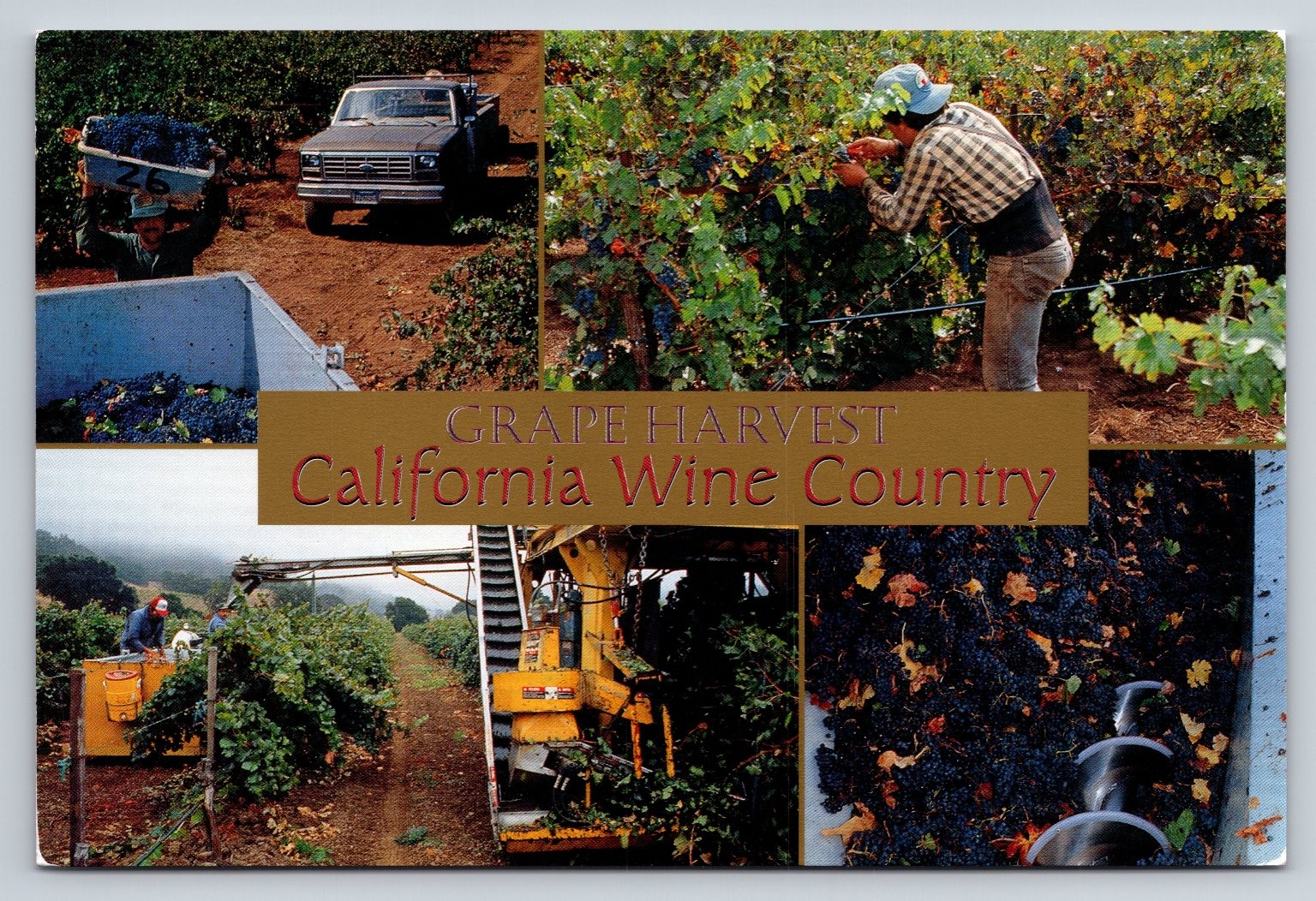 California Wine Country Grape Harvest Postcard Smith Novelty Andrea Pistolesi