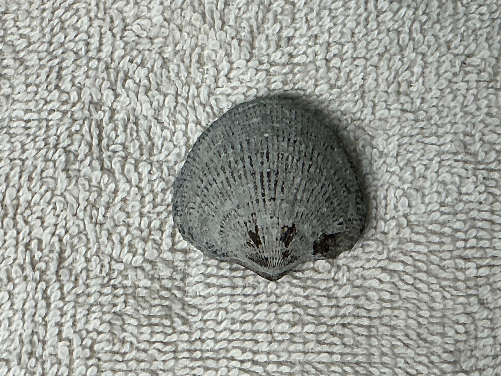 Brachiopod Fossil Ridged Shell Approx. 1.5 Inches Brachiopod Fossil Ridged Shell Approx. 1.5 Inches